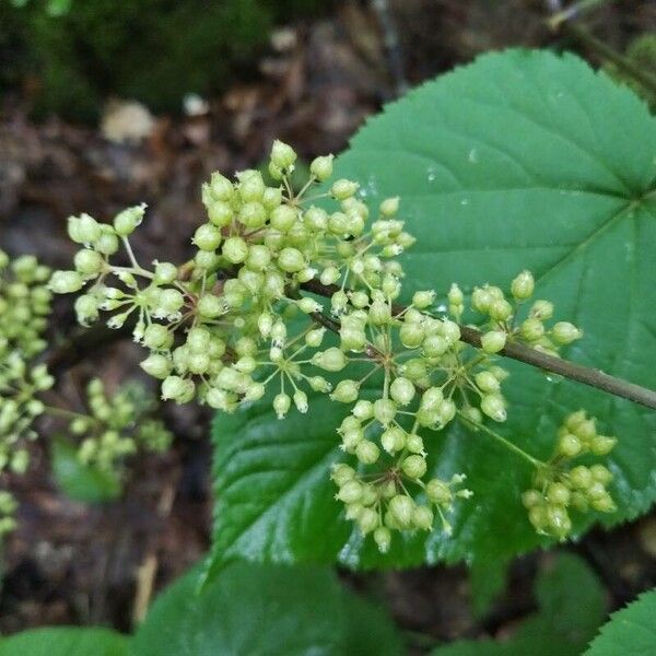 American spikenard (Aralia racemosa)