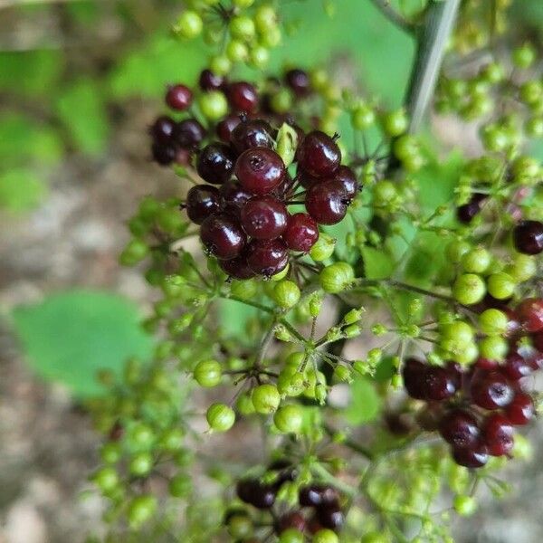 American spikenard (Aralia racemosa)