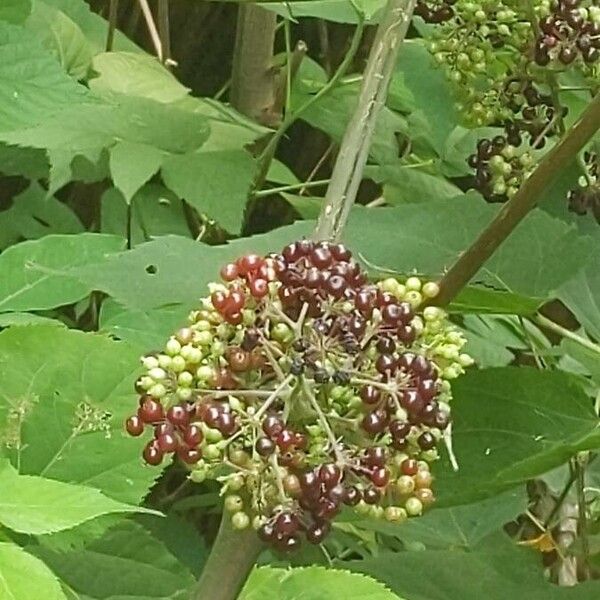 American spikenard (Aralia racemosa)