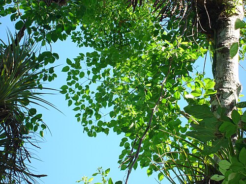 Aralia rex: Aralia rex en Sierra de la Caoba, Parque Nacional Viñales, Pinar del Río, Cuba