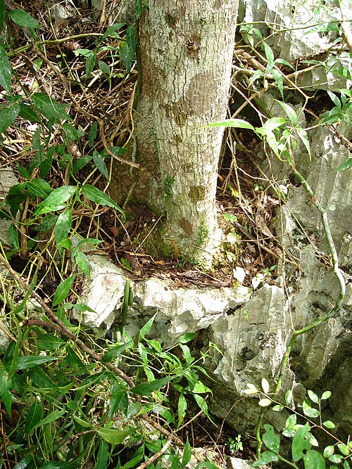 Aralia rex: Aralia rex base del árbol, Sierra de la Caoba, Parque Nacional Viñales, Cuba