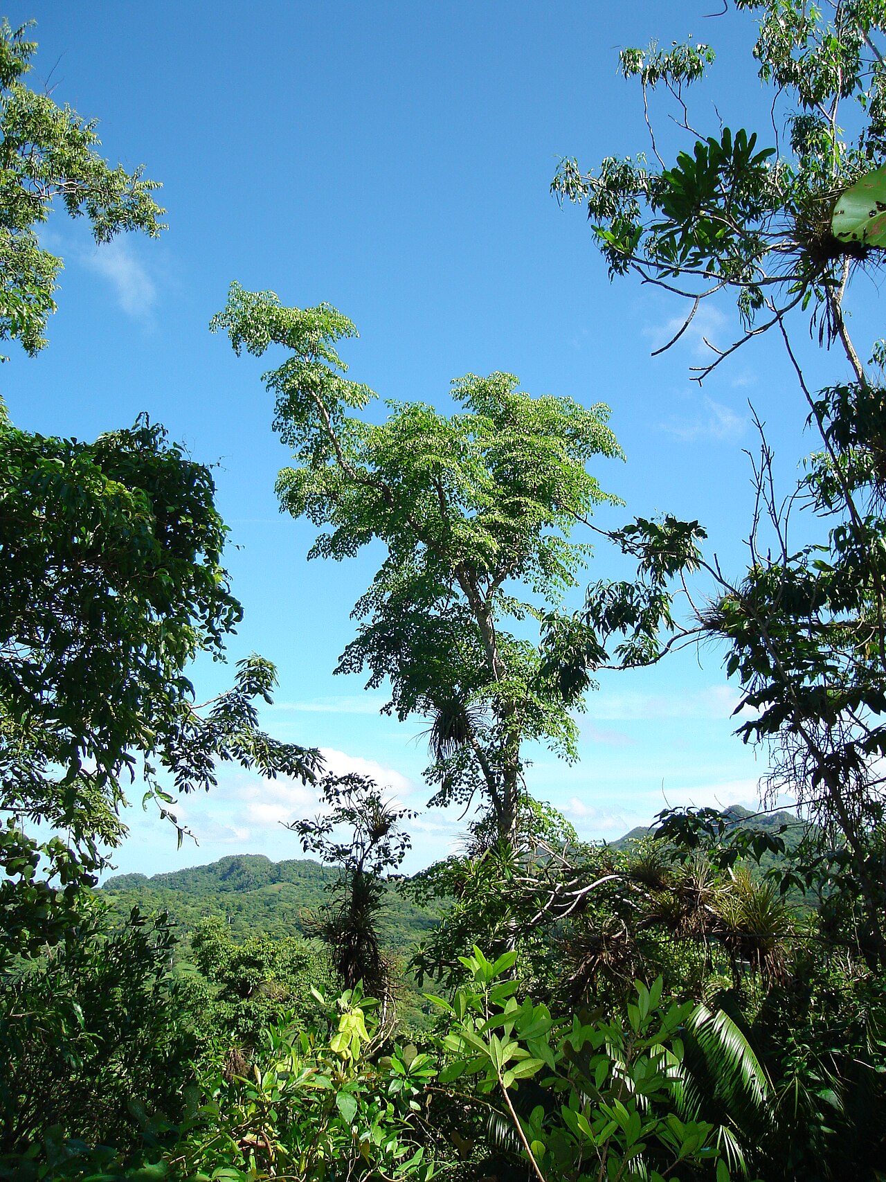 Aralia rex: Aralia rex en Sierra de la Caoba, Parque Nacional Viñales, Pinar del Río, Cuba. Tomada en julio de 2007 por Ramiro Chaves.