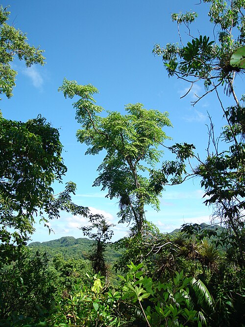 Aralia rex: Aralia rex en Sierra de la Caoba, Parque Nacional Viñales, Pinar del Río, Cuba. Tomada en julio de 2007 por Ramiro Chaves.