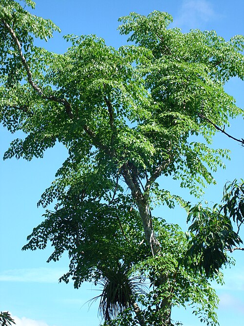 Aralia rex: Aralia rex en Sierra de La Caoba, Parque Nacional Viñales, Pinar del Río, Cuba