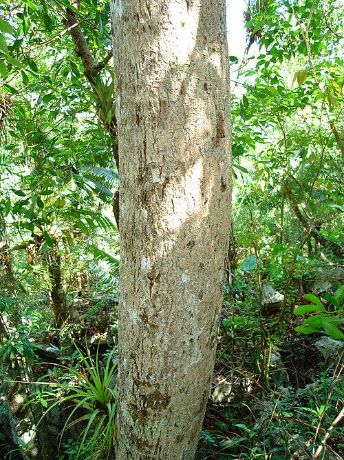Aralia rex: Aralia rex , tronco, en Sierra de la Caoba, Parque Nacional Viñales, Pinar del Río, Cuba