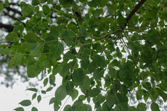 Aralia soratensis (Aralia soratensis)