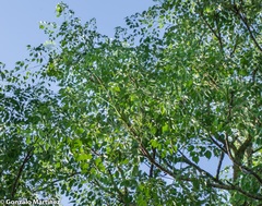 Aralia soratensis (Aralia soratensis)