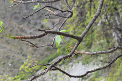 Aralia soratensis (Aralia soratensis)
