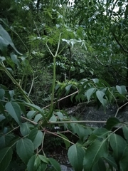 Aralia soratensis (Aralia soratensis)