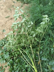 Aralia soratensis (Aralia soratensis)