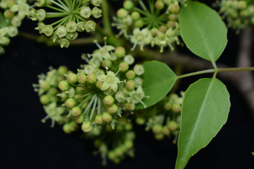 Aralia soratensis (Aralia soratensis)