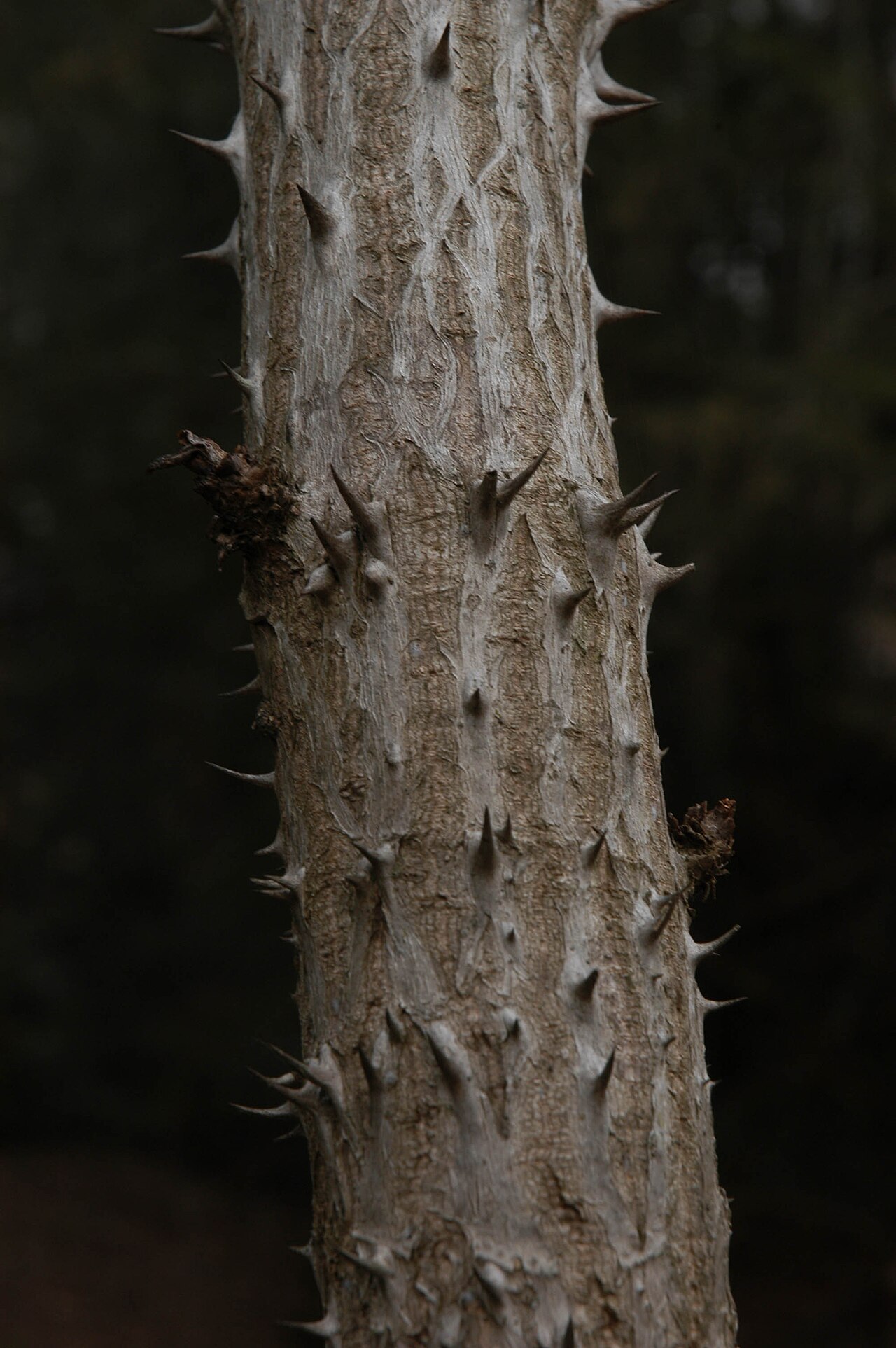 Devil's walkingstick: Aralia spinosa in winter at the Asheville Botanical Gardens.