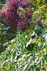 Devil's walkingstick (Aralia spinosa)