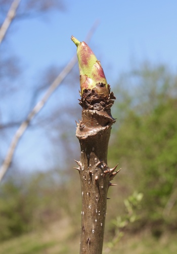 Devil's walkingstick (Aralia spinosa)