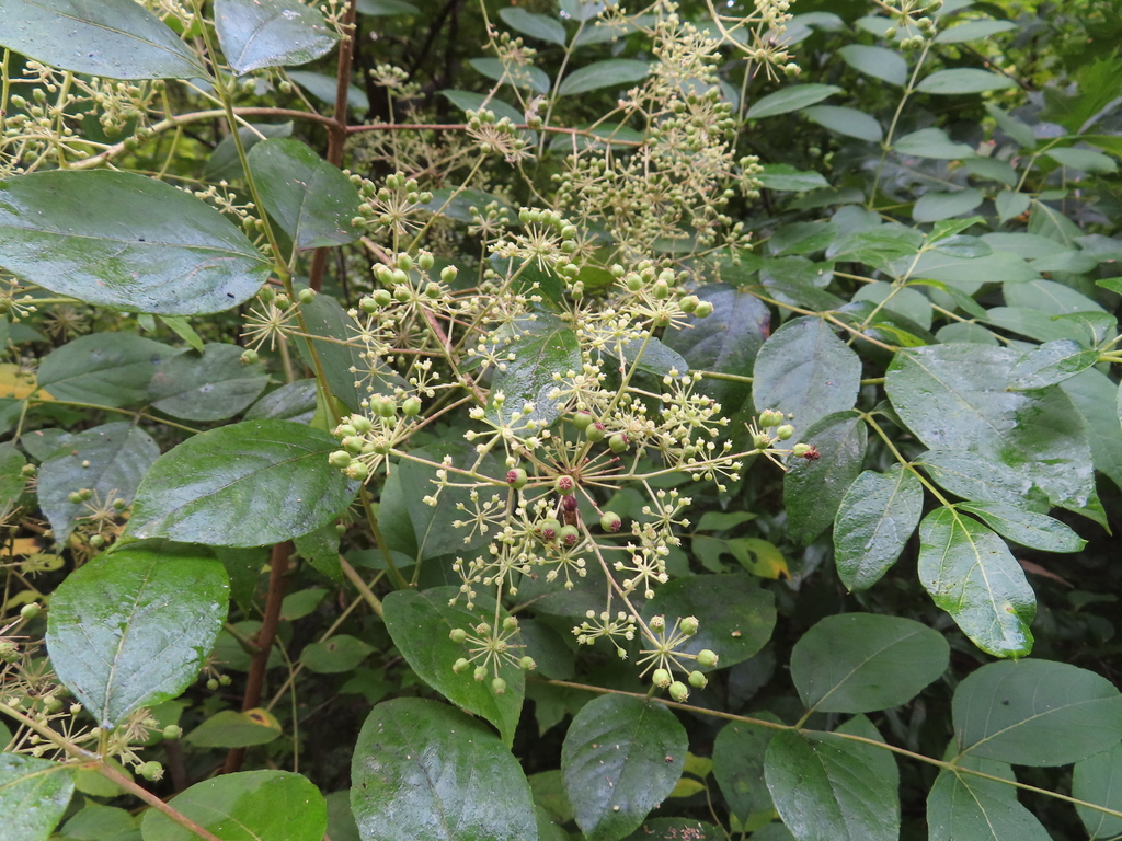 Devil's walkingstick (Aralia spinosa)