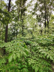 Devil's walkingstick (Aralia spinosa)