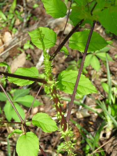 Devil's walkingstick (Aralia spinosa)