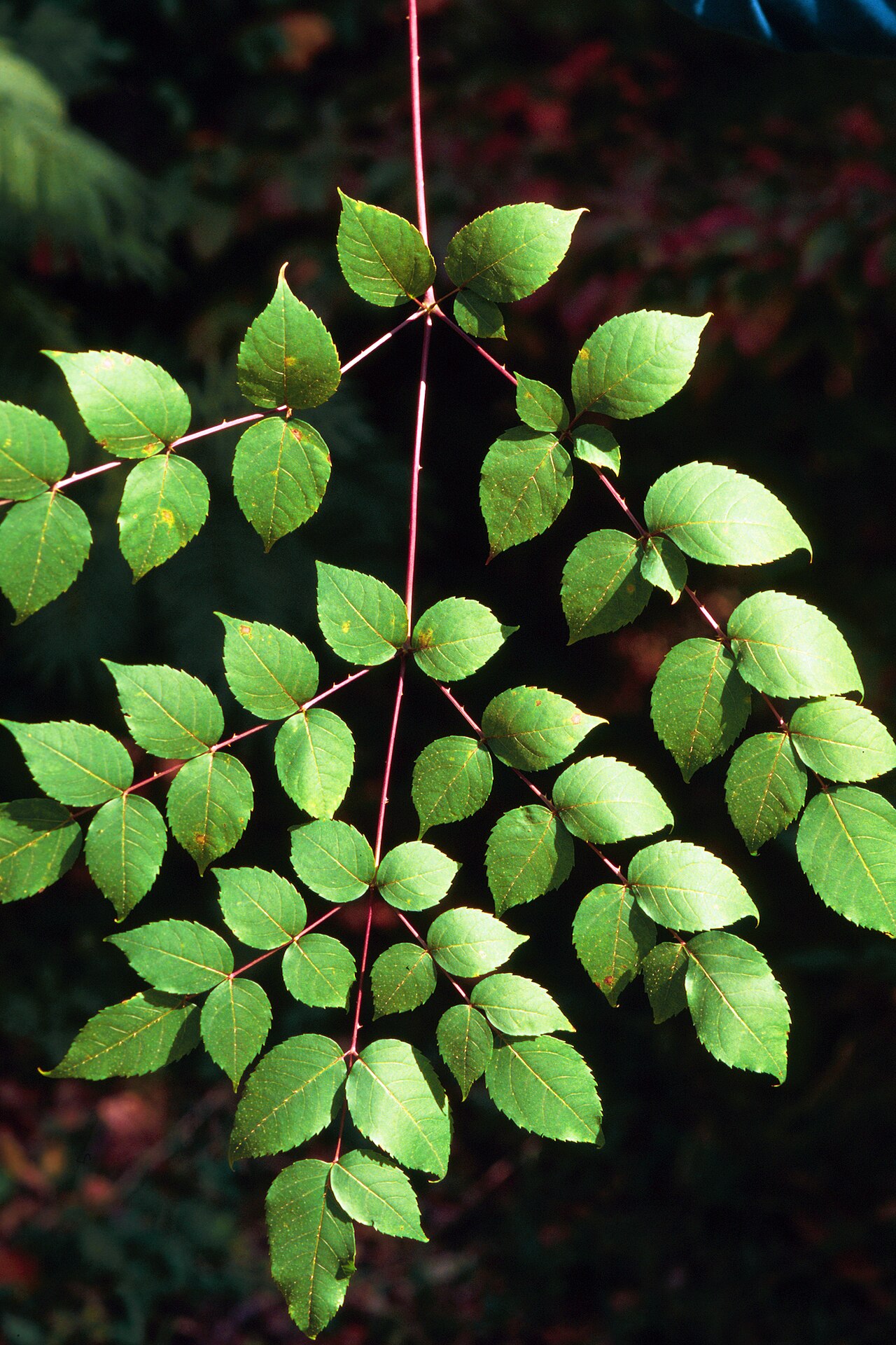 Devil's walkingstick: Aralia spinosa L. - devil's walkingstick - Foliage, October, United States