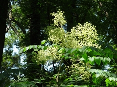 Devil's walkingstick (Aralia spinosa)