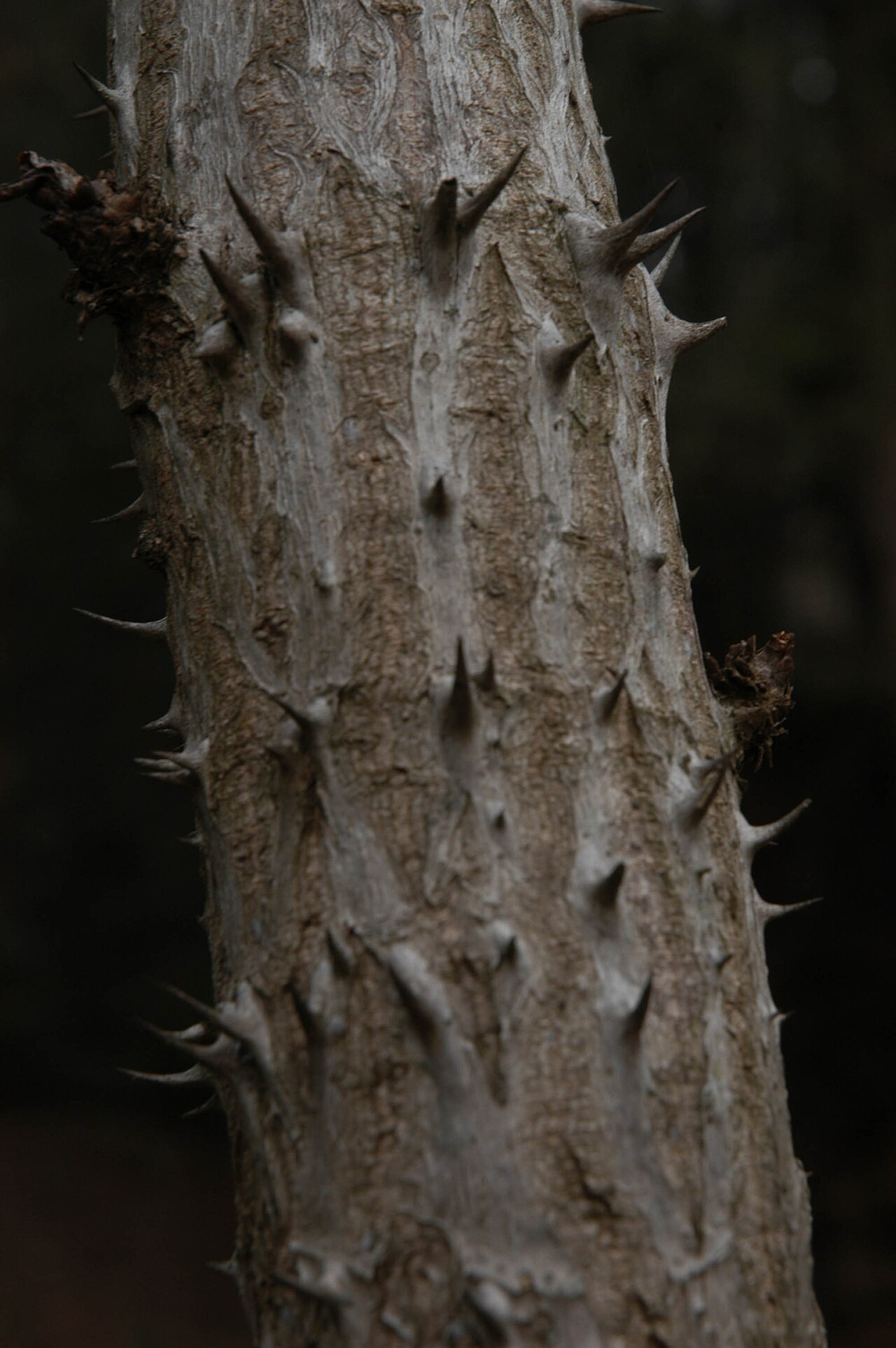 Devil's walkingstick: Aralia spinosa in winter at the Asheville Botanical Gardens in Asheville, North Carolina.