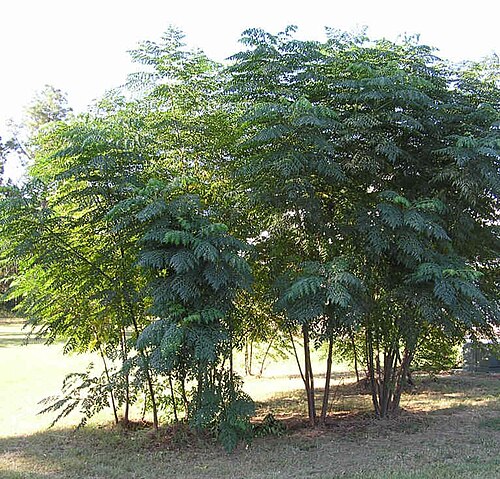 Devil's walkingstick: Picture of a clump of Aralia spinosa , taken in Georgia, USA during the summertime.