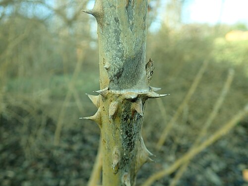 Aralia stipulata: Aralia stipulata , botanical garden in Berlin.