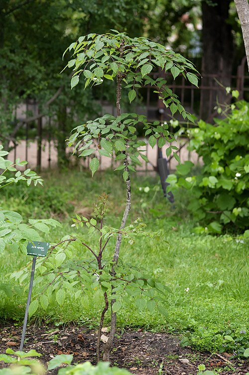 Aralia stipulata: Aralia stipulata Jardin des Plantes
