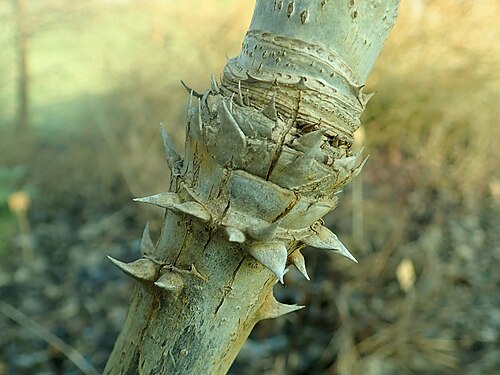 Aralia stipulata: Aralia stipulata , botanical garden in Berlin.