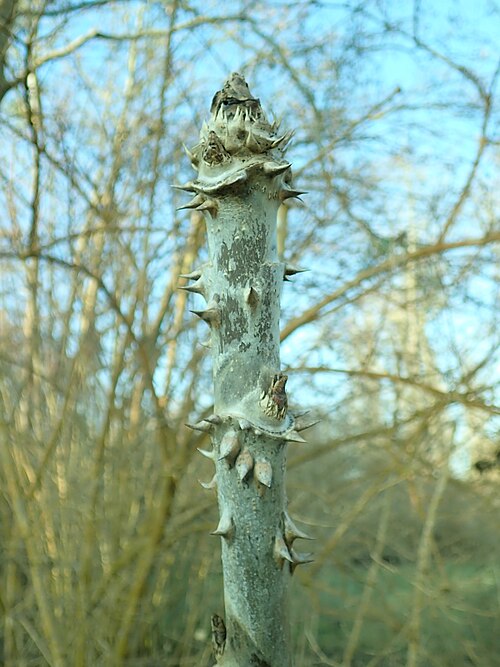 Aralia stipulata: Aralia stipulata , botanical garden in Berlin.