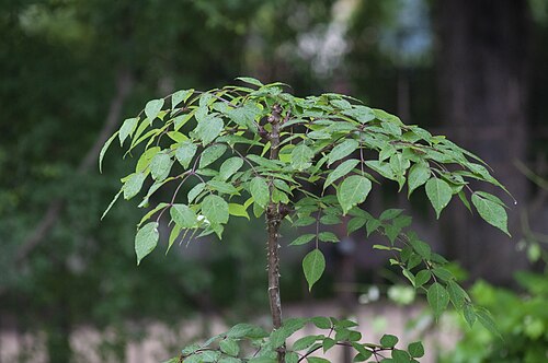 Aralia stipulata: Aralia stipulata Leaf Jardin des Plantes