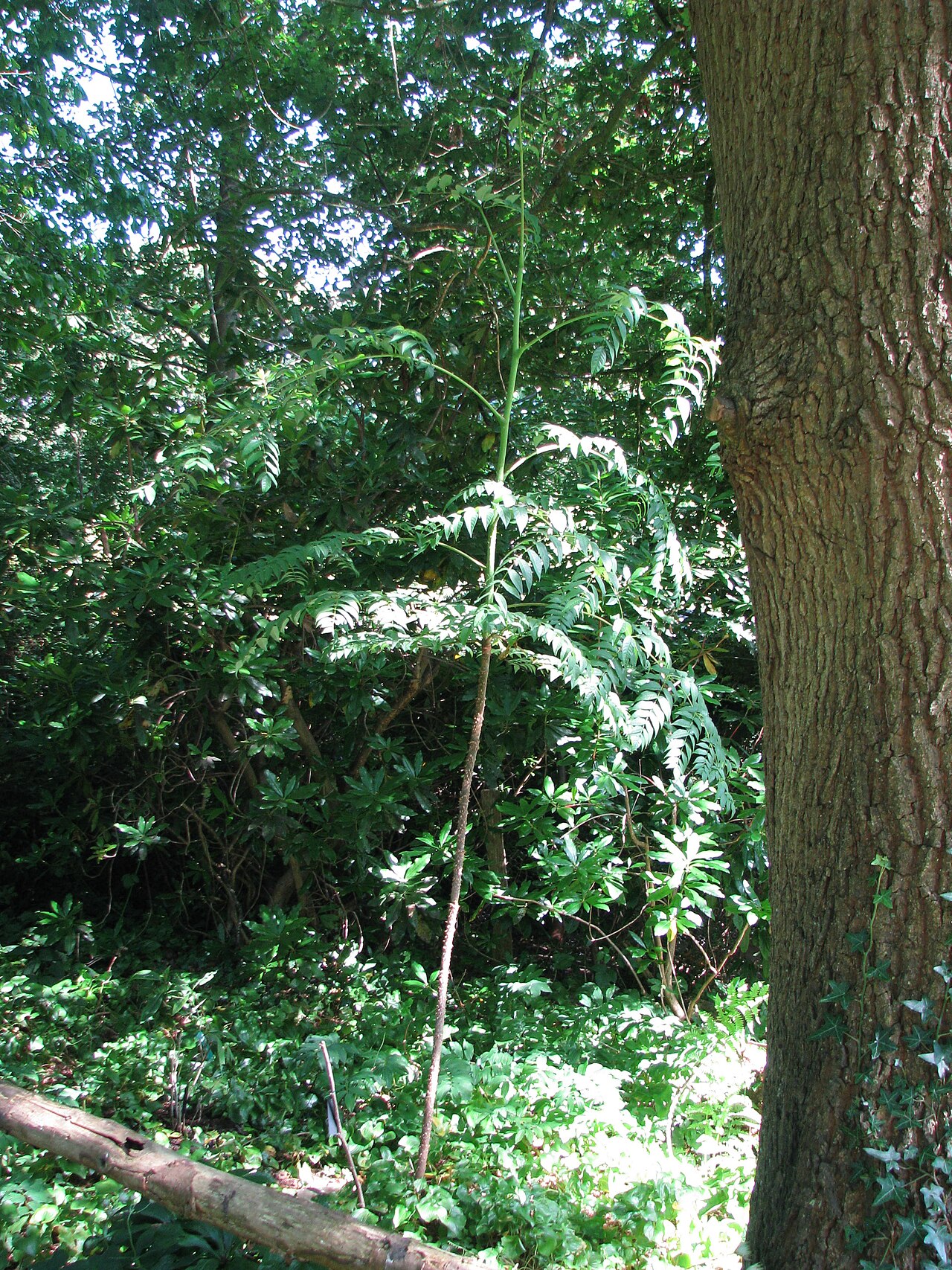 Aralia undulata: More or less doubled in height already!