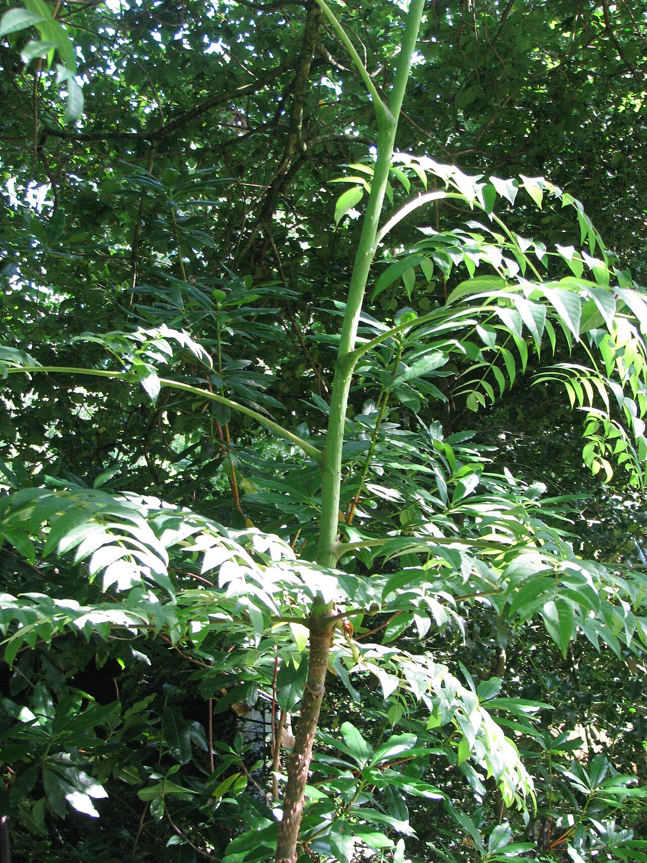Aralia undulata: Arrived in a box from Crug back in early march