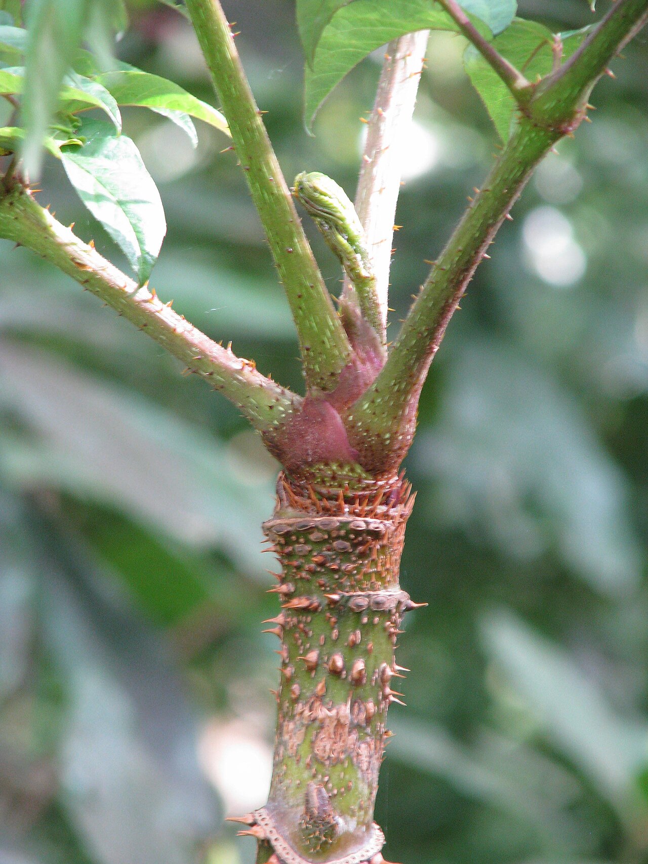 Aralia undulata: Aralia chapaensis