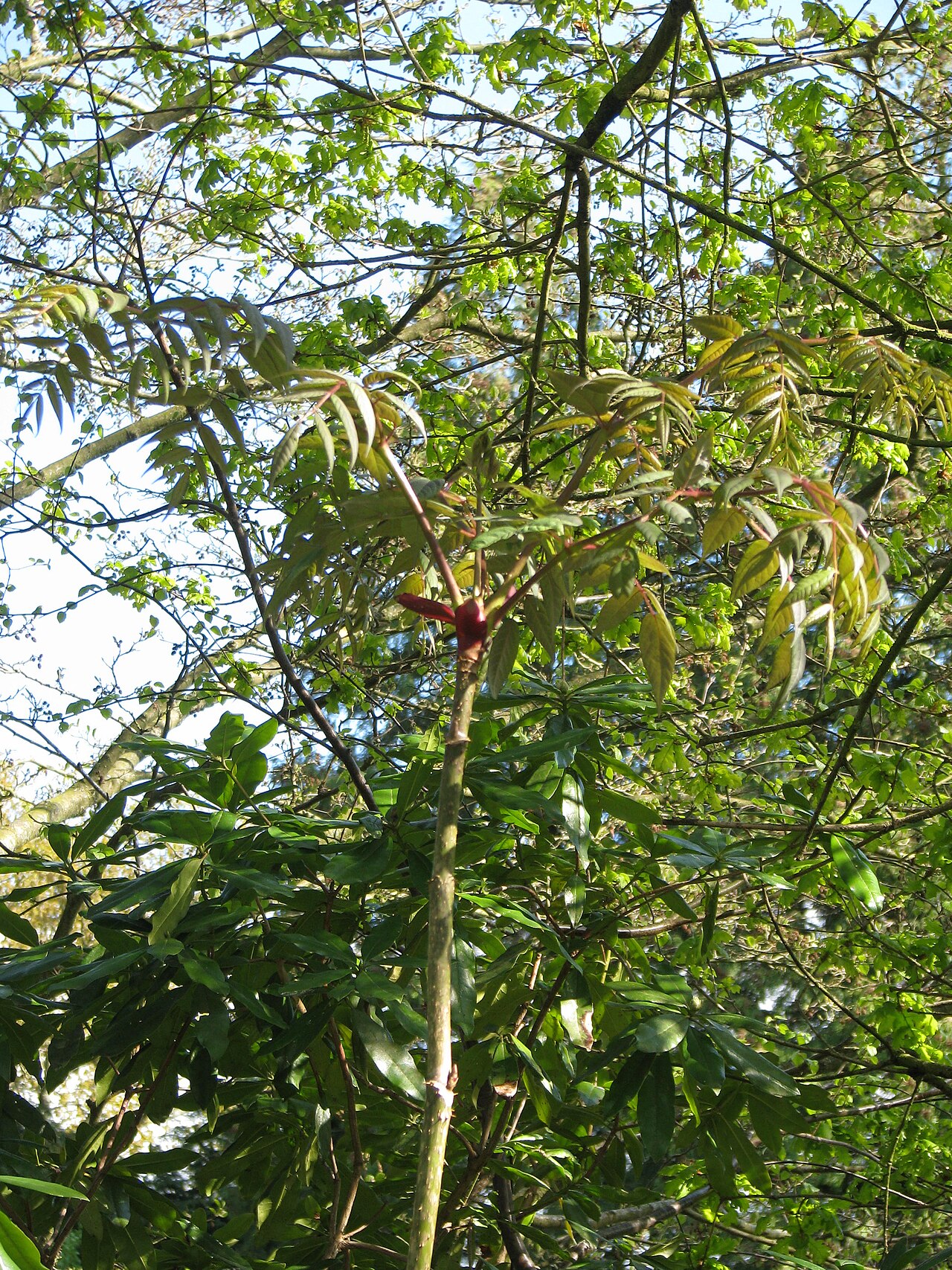 Aralia undulata: Must be 15ft tall now after one year's growth