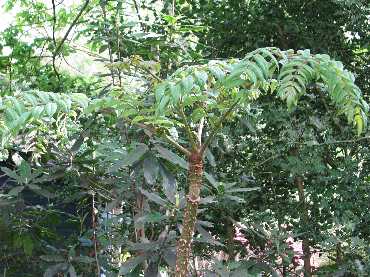 Aralia undulata: Aralia chapaensis