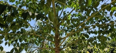 Aralia warmingiana (Aralia warmingiana)