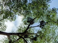 Aralia warmingiana (Aralia warmingiana)