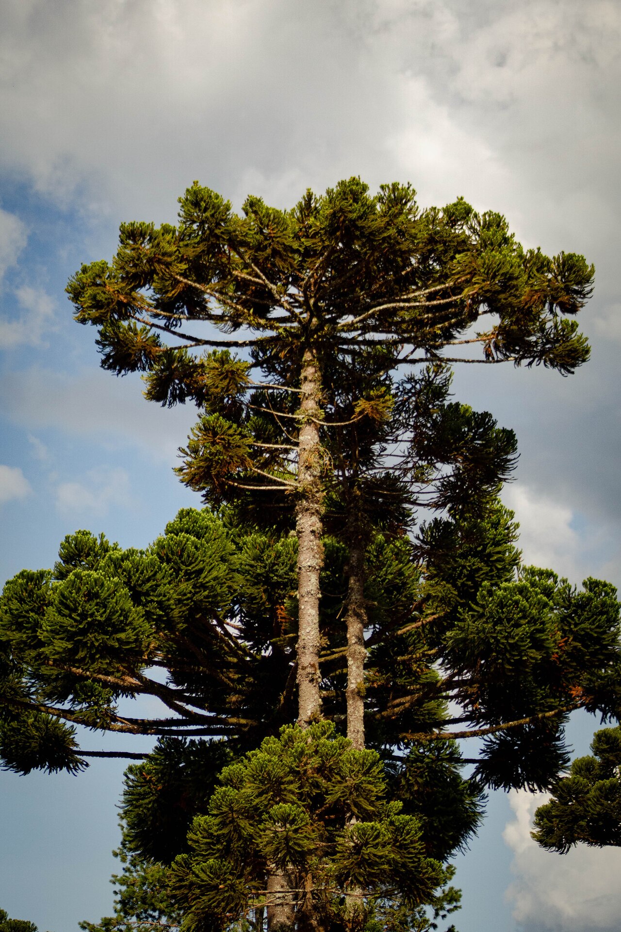 Parana pine: Araucaria angustifolia, Monte Verde, Camanducaia - MG, 37650-000, Brasil, 2025-12-23 (iNaturalist).