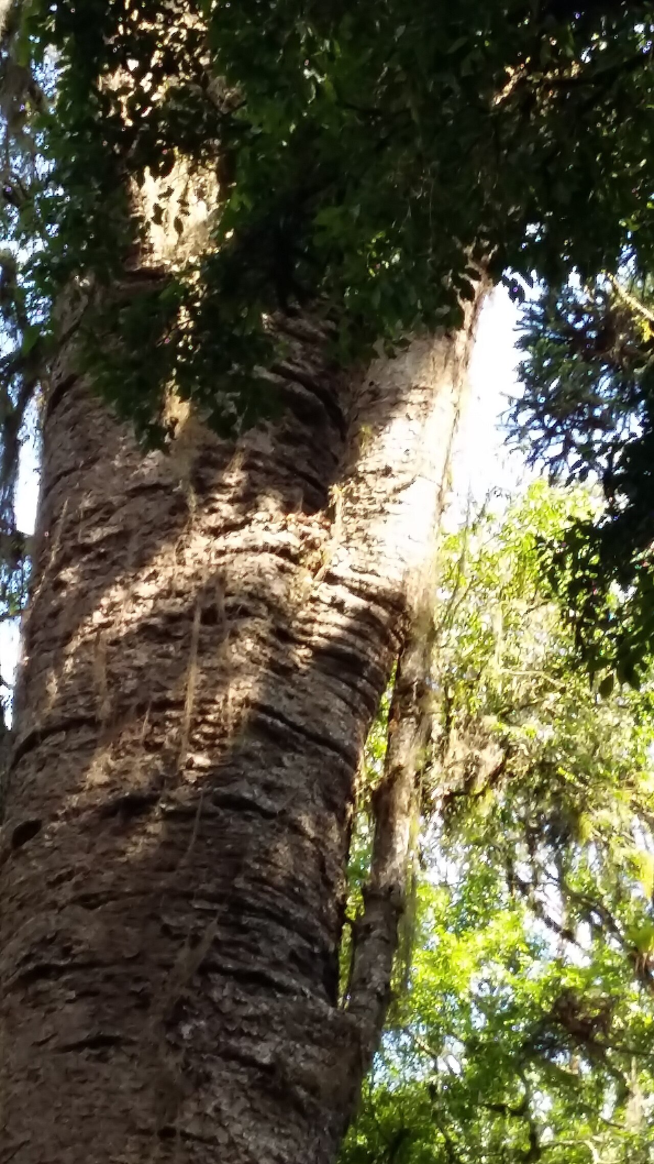 Parana pine: Angustifolia - Pinheiro Brasileiro - aprox. 700 anos, 42m altura, 7,5m de circunferencia, 2,7m de diametro e 120m3.