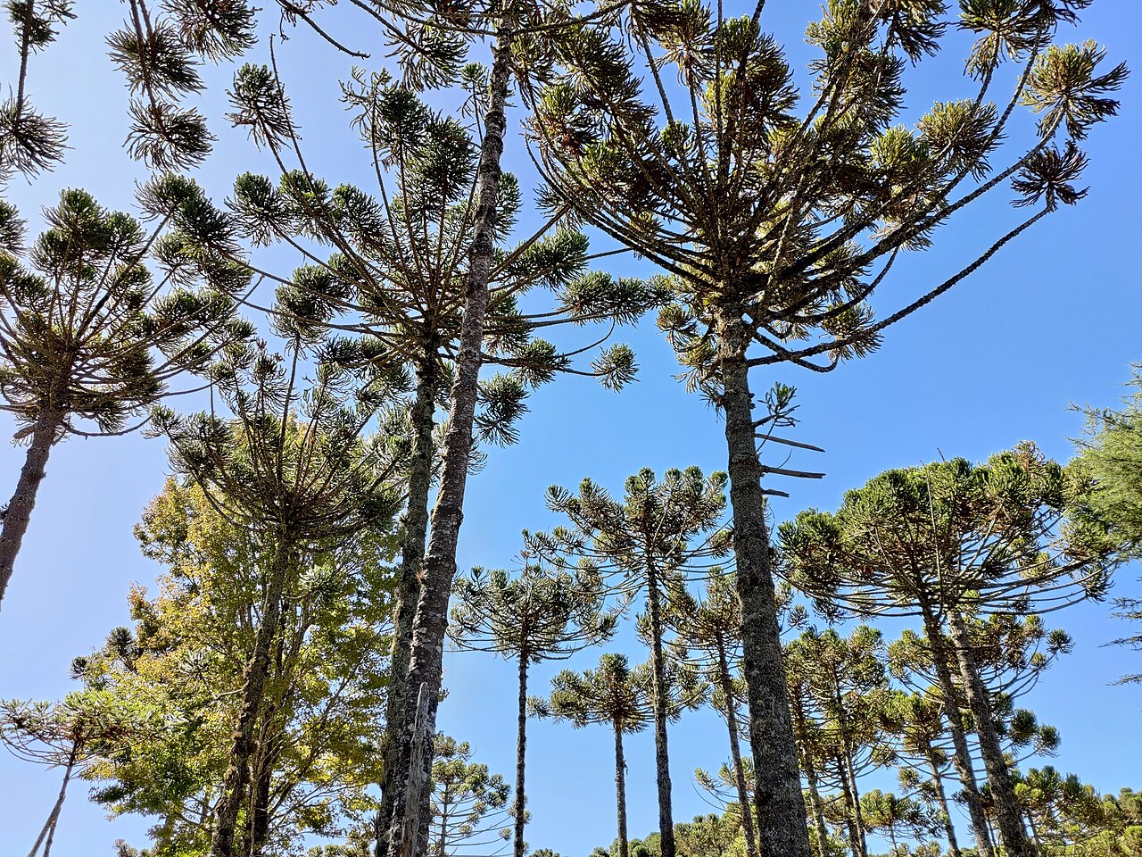 Parana pine: Árvore Auracária, também conhecida como pinhal.