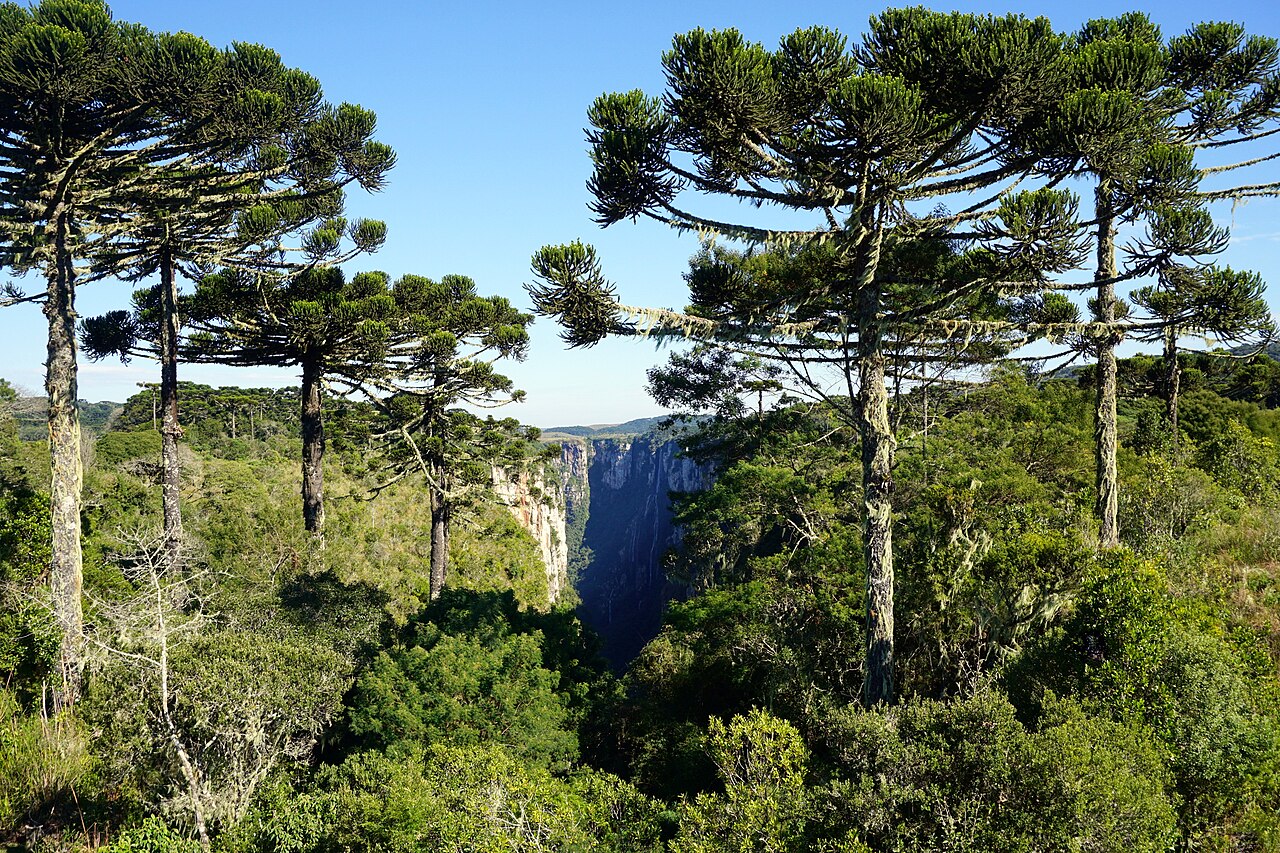 Parana pine: The Itaimbezinho is a canyon in the state of Rio Grande do Sul, Brazil, about 170 km from Porto Alegre, near the border of the state of Santa Catarina. It is pa