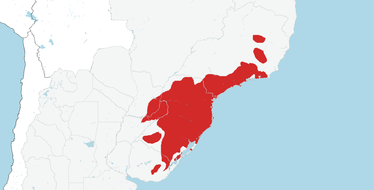 Parana pine: Based of GBIF data