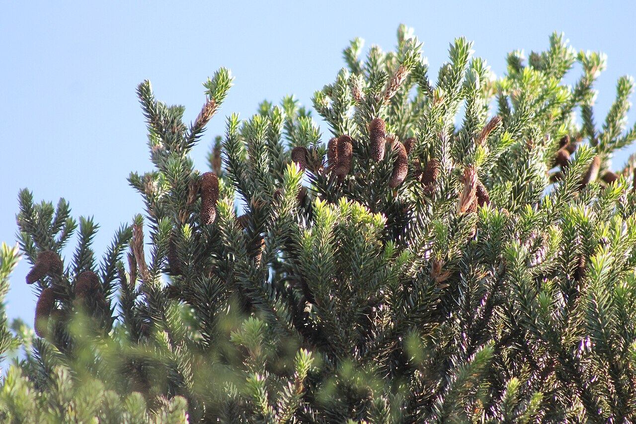 Parana pine: Detalhe da formação das pinhas de pinheiro brasileiro durante o verão no Estado do Paraná.