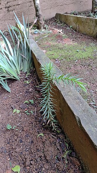 Parana pine: Araucaria angustifolia, Sumaré, Rio do Sul - SC, Brasil, 2026-05-10 (iNaturalist).