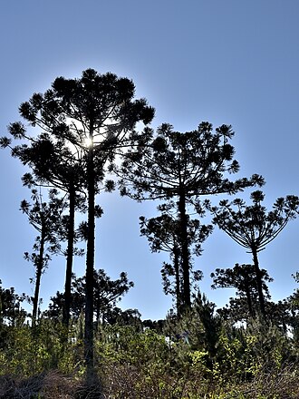 Parana pine: Araucaria Angustifolia