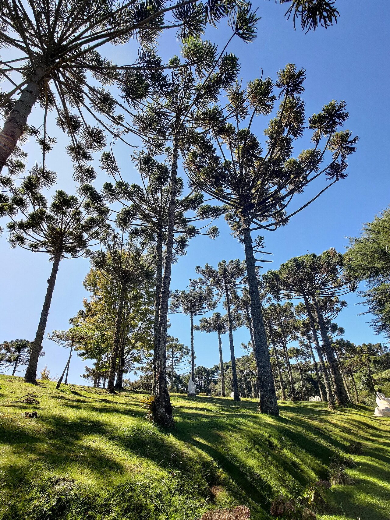 Parana pine: Árvore Auracária, também conhecida como pinhal.