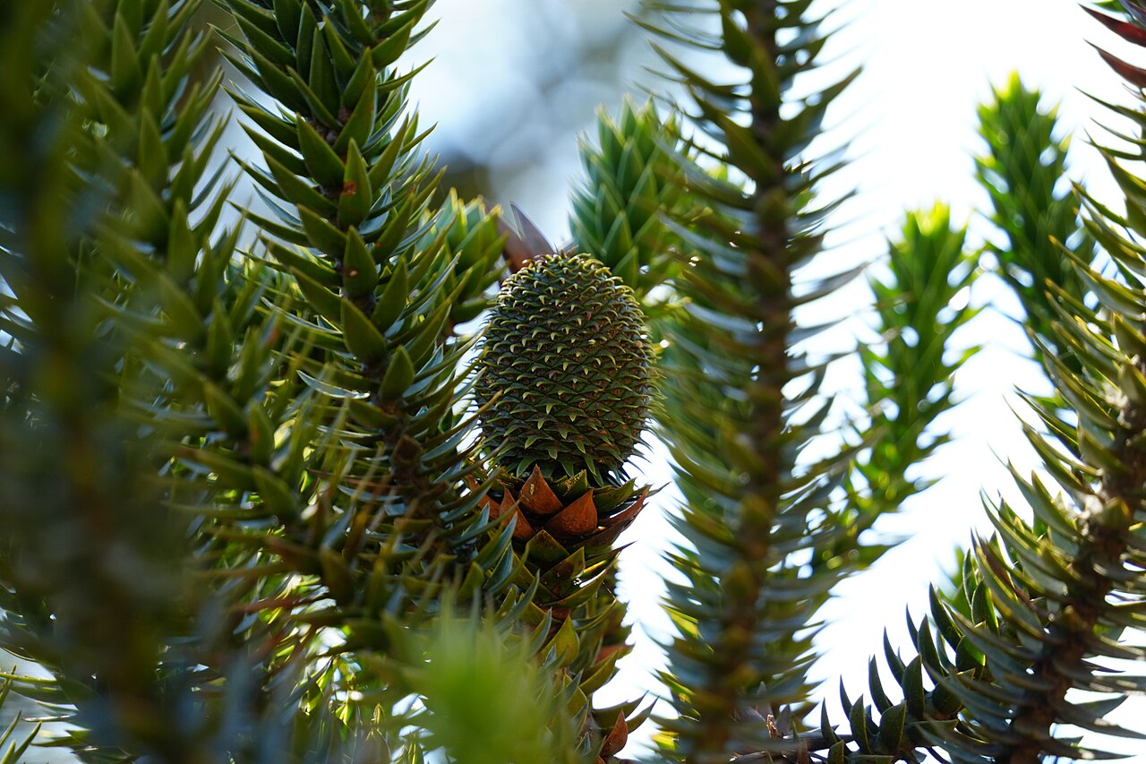 Parana pine: Araucaria angustifolia, Parque Nacional do Itatiaia - Estrada do Parque Nacional, Km 8,5, Itatiaia - RJ, 27580-000, Brasil, 2024-06-20 (iNaturalist).