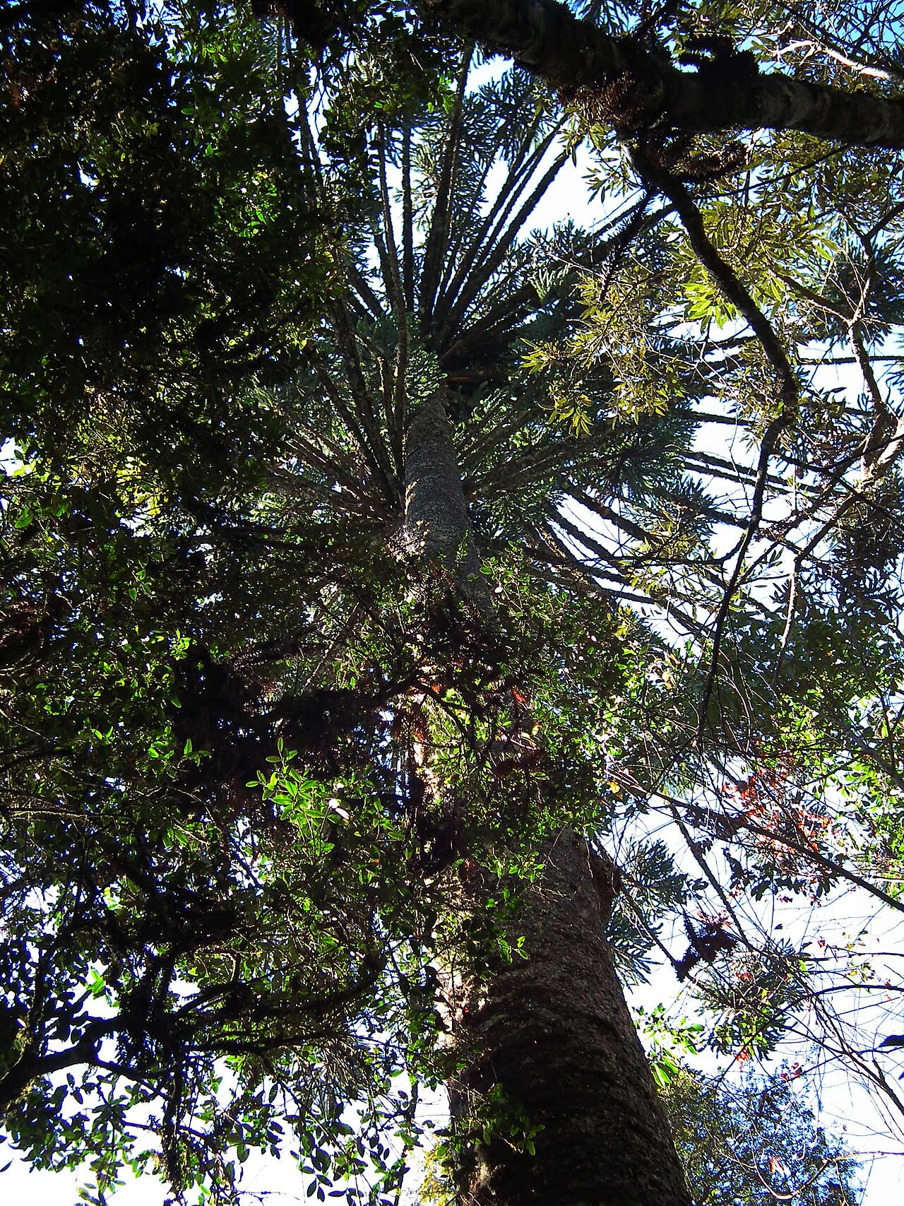 Parana pine: Araucaria angustifolia, Campos do Jordão.