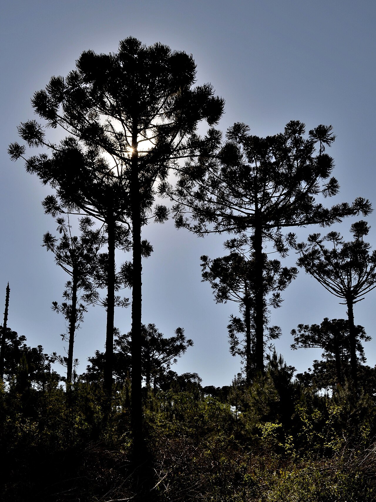 Parana pine: Araucaria Angustifolia