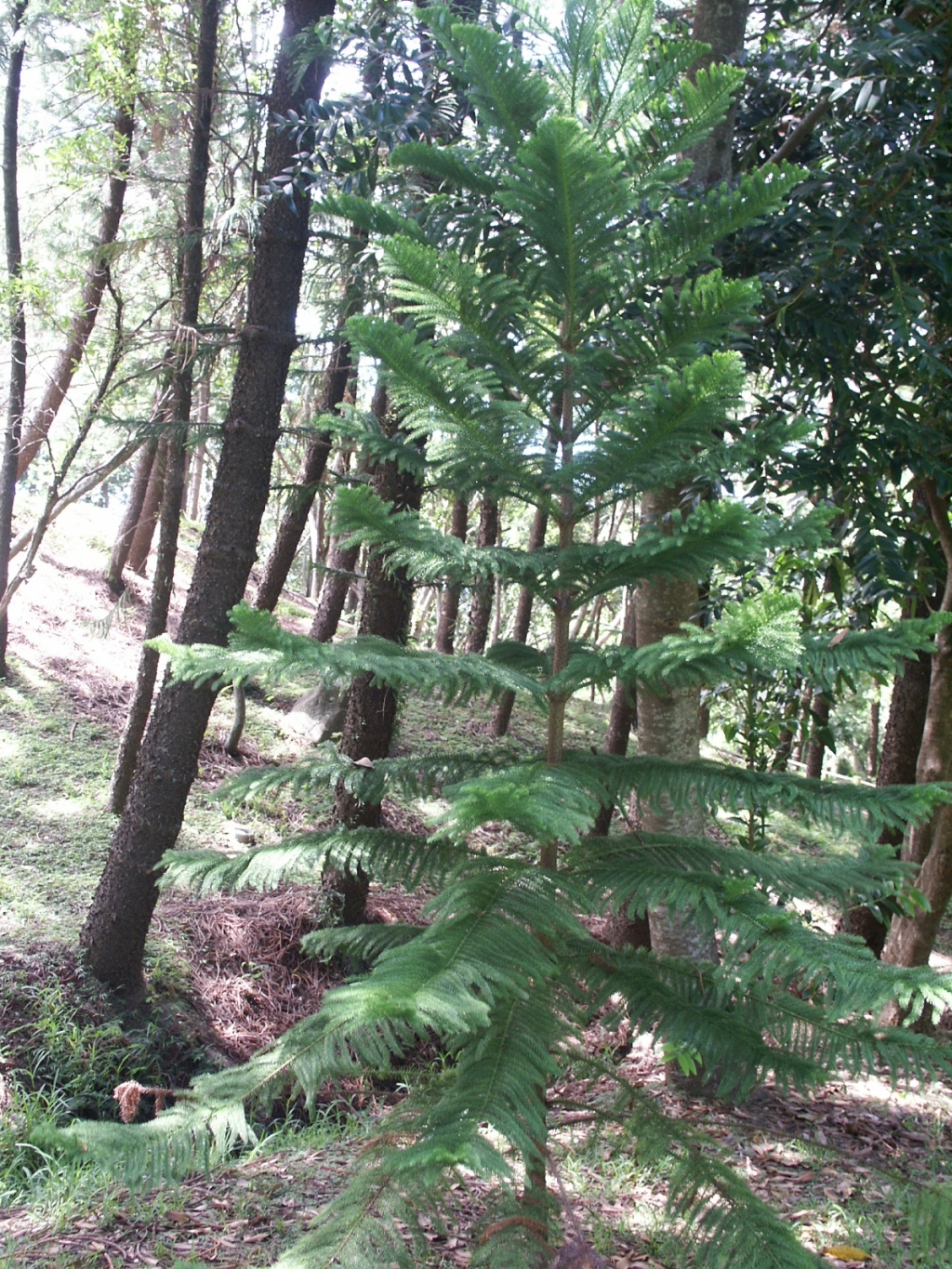 Araucaria nemorosa: Jeune exemplaire d' Auracaria nemorosa au parc forestier de Nouméa.